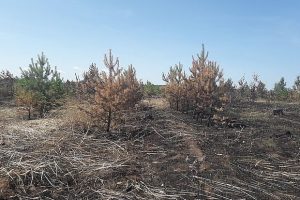 Поджигатели уничтожили труд волонтеров