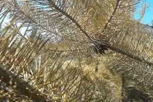 Поджигатели уничтожили труд волонтеров