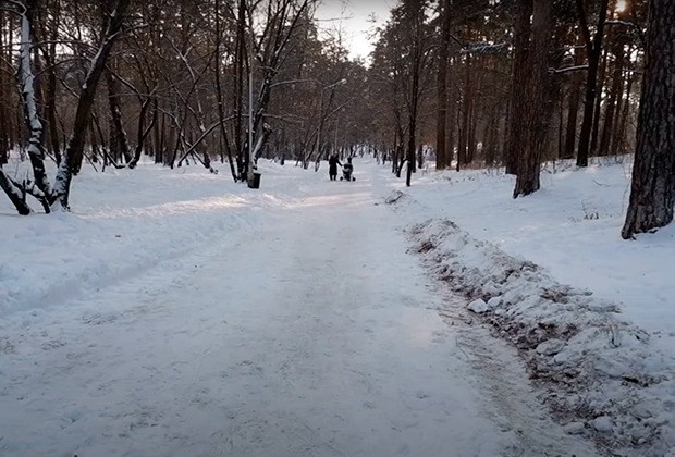 Дискуссия по поводу дороги через лес в Тольятти разгорелась с новой силой