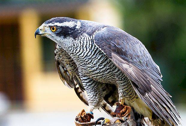 В Жигулевском заповеднике спасли хищную птицу