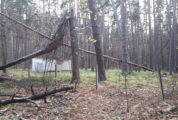 Муниципальные подрядчики валили вместо аварийных сосен здоровый лес в Тольятти