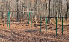 В Тольятти собрались благоустраивать лес