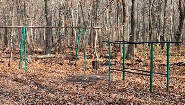 В Тольятти собрались благоустраивать лес