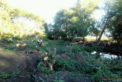 В Нижнем Санчелеево вырублены деревья, защищавшие село от разлива реки