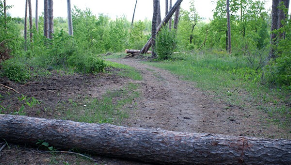 Общественники потребовали от властей отчета о состоянии тольяттинского леса