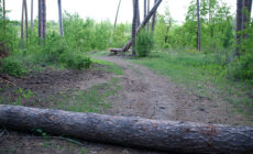 Тольяттинцы выступают против строительства дорог через лес