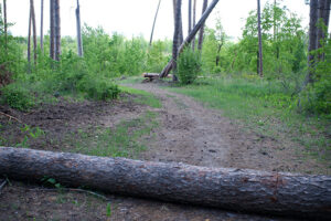 Тольяттинцы выступают против строительства дорог через лес