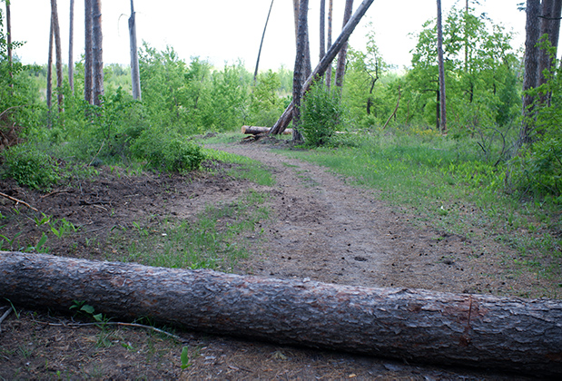 Тольяттинцы выступают против строительства дорог через лес