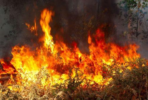 Администрация Тольятти обещает покарать поджигателей
