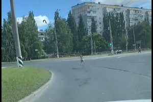 По улицам Тольятти бегала косуля