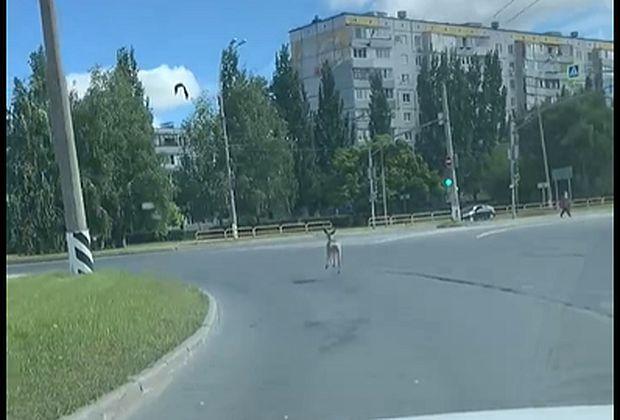 По улицам Тольятти бегала косуля