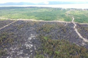 Власти начали задерживать всех посетителей тольяттинского леса