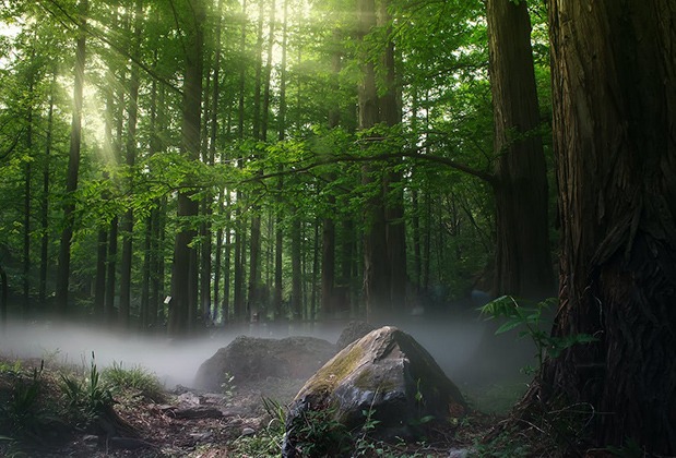Сколько будет стоить перевод леса в лесопарк?