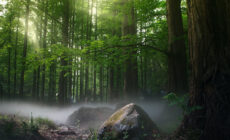 Верховный суд пересмотрит решение о лесах Самарской области