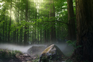 Верховный суд пересмотрит решение о лесах Самарской области