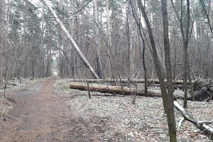 Начата проверка возможных нарушений при вырубке тольяттинского леса