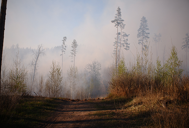 В Тольятти опять сильный лесной пожар