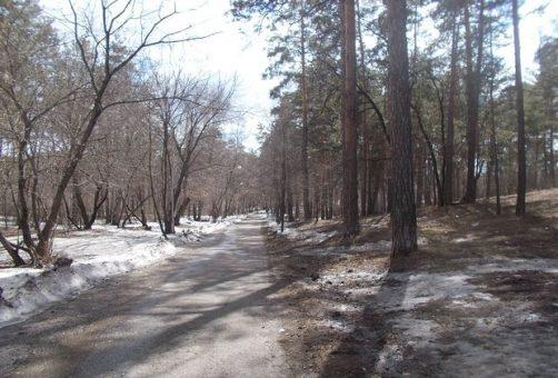 Новый этап уничтожения леса в Комсомольске