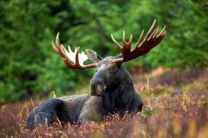 Нацпарк "Самарская лука" подтвердил гибель лишь двух лосей от отравления