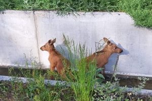 В Димитровграде лесники спасли двух лосят