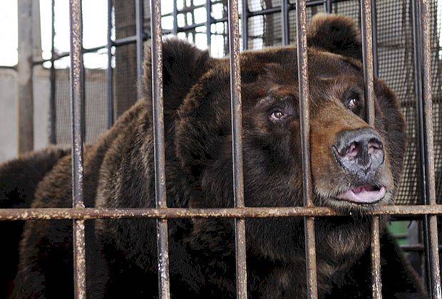 Прокуратура отобрала у рестораторов "незаконнорожденного" медведя