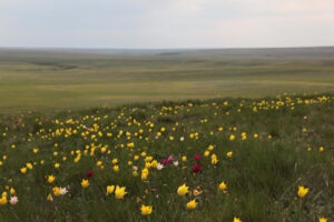 В Большечерниговском районе распахали памятник природы