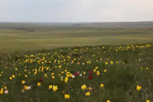 В Большечерниговском районе распахали памятник природы