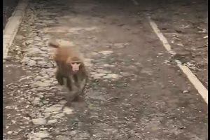 В Тольятти на улице Мира обезьяна терроризировала прохожих