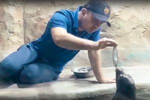 Зоозащитники атаковали самарский океанариум