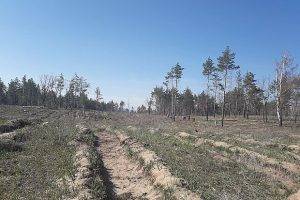 Тольяттинцы восстанавливают лес