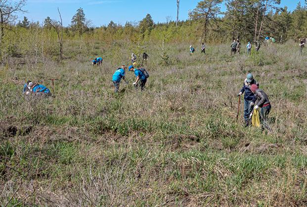 Тольяттинских волонтеров позвали сажать лес