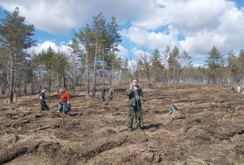 Добровольцы в Тольятти посадили несколько гектаров леса