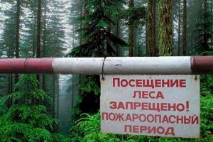 Жителей области предупредили о двойных штрафах за посещение лесов