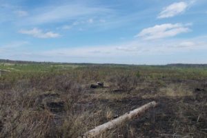 В Тольятти выгорело около 20 гектаров леса