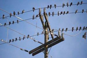 Энергетиков обязали защищать птиц от электротока