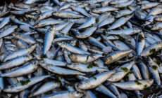 У самарского чиновника Росрыболовства изъяли 2,5 тонны рыбы