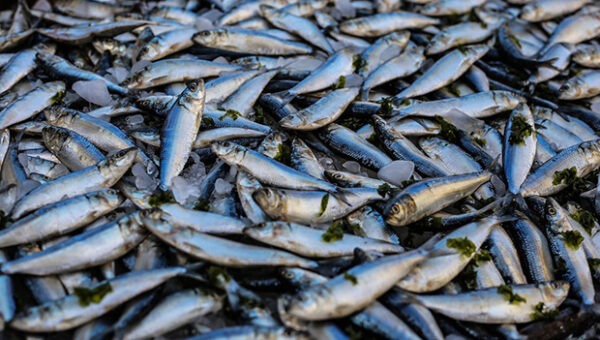 У самарского чиновника Росрыболовства изъяли 2,5 тонны рыбы