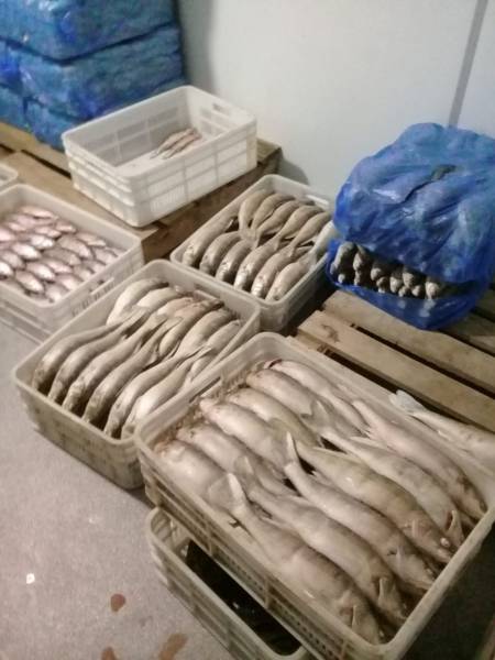Полицейские задержали банду супербраконьеров: рыбу ловили тоннами