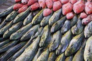 Из торговой сети изъято восемь партий опасной рыбы