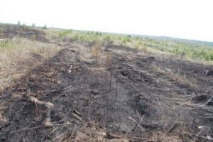 В Тольятти выгорело около 20 гектаров леса