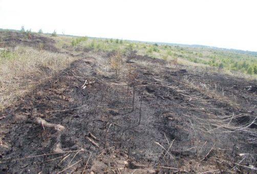 В Тольятти выгорело около 20 гектаров леса