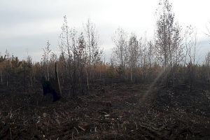 За выходные сгорели десятки гектаров леса