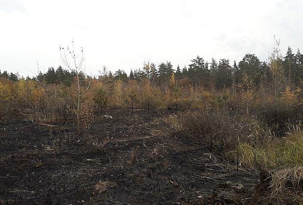 За выходные сгорели десятки гектаров леса