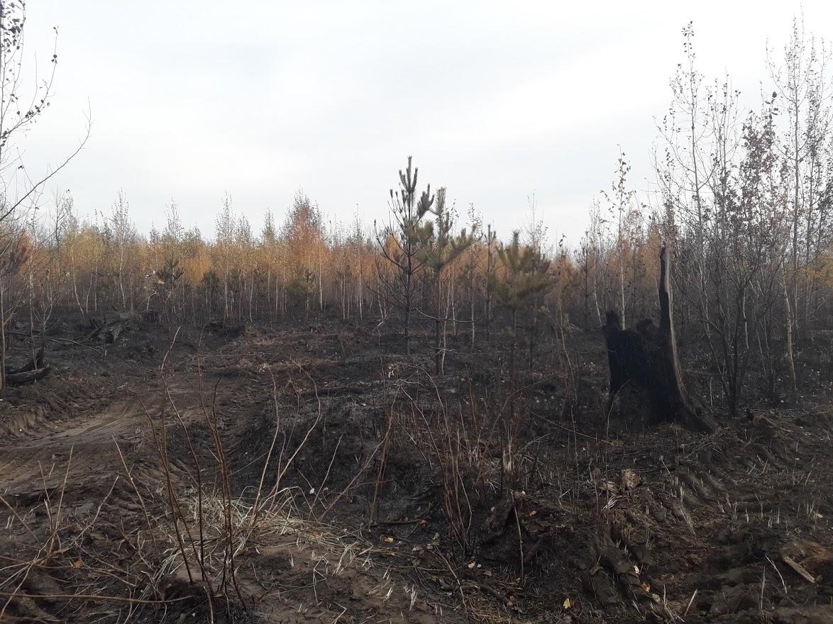 За выходные сгорели десятки гектаров леса