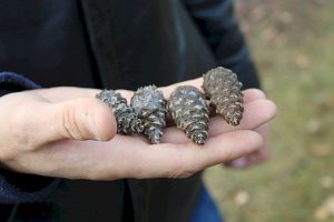 Волонтеров отправили собирать шишки