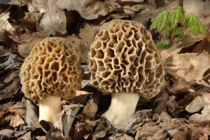 В Самарской области 14 человек отравились грибами