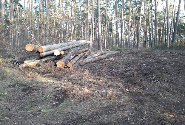 Муниципальные подрядчики валили вместо аварийных сосен здоровый лес в Тольятти