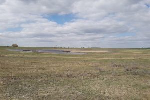 Полигон отходов в Васильевке угрожает территории гнездования редких птиц