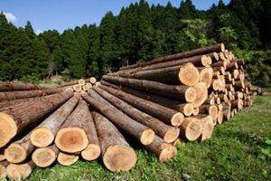 В самарском парке вырубили деревьев на 2 млн. рублей