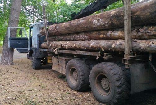 Очевидцы: на Механизаторов уже рубят лес